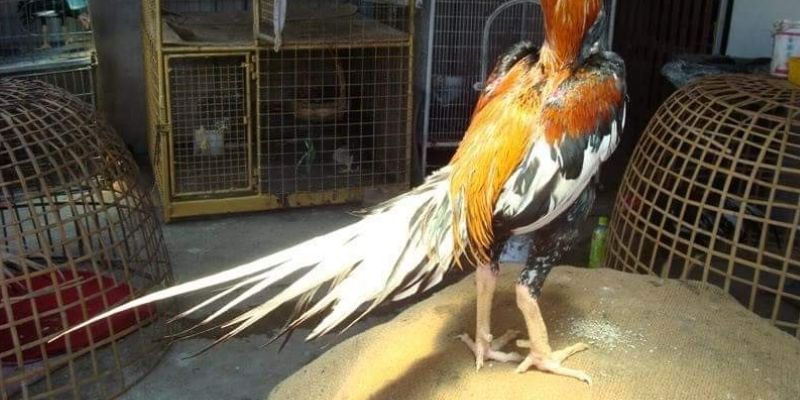 Nhà cái luôn tối ưu để bảo vệ dữ liệu cá nhân của người chơi